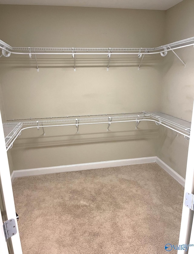 walk in closet featuring light colored carpet