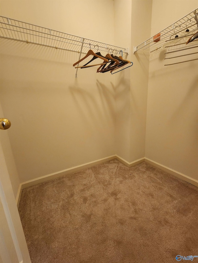 spacious closet featuring carpet floors