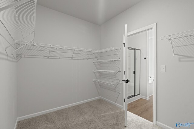 walk in closet with light carpet