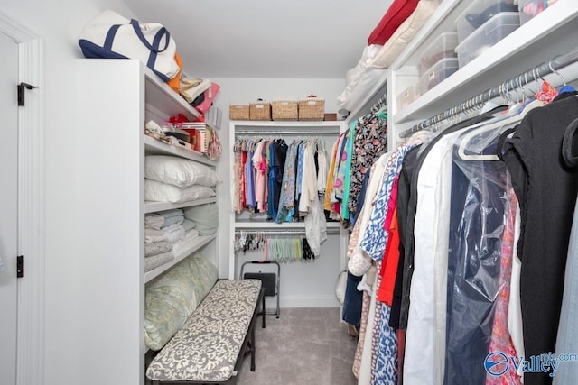 spacious closet featuring carpet
