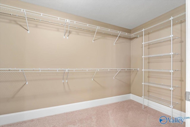 spacious closet featuring carpet flooring