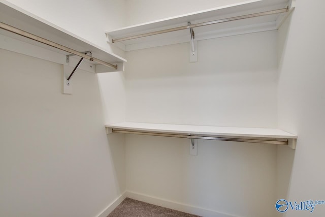 spacious closet featuring carpet flooring