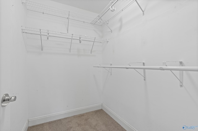 spacious closet featuring carpet