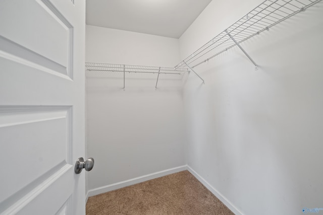 walk in closet featuring carpet