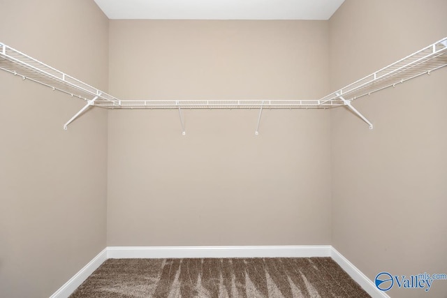 walk in closet featuring carpet floors