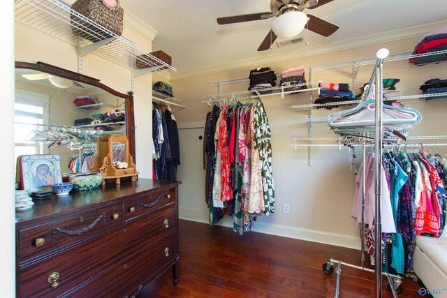 spacious closet featuring ceiling fan and dark hardwood / wood-style flooring