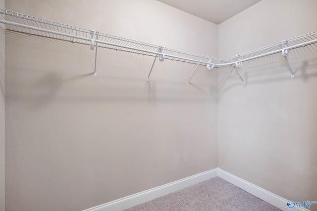 spacious closet featuring carpet