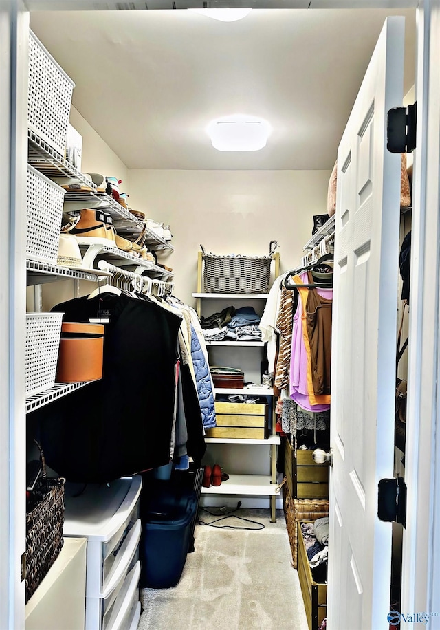 spacious closet featuring carpet flooring