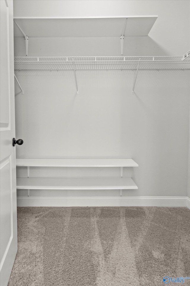 walk in closet featuring carpet floors