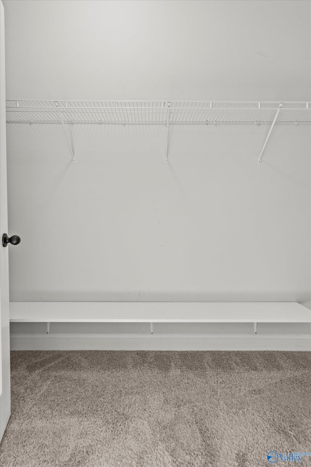 spacious closet featuring carpet flooring