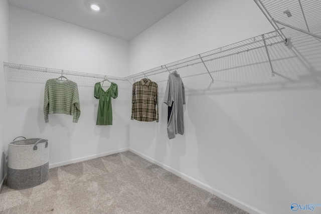 walk in closet with carpet flooring