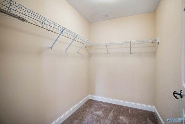 spacious closet featuring carpet floors