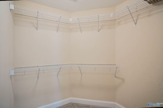 spacious closet featuring carpet