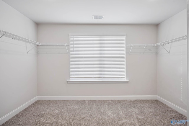 spacious closet featuring carpet