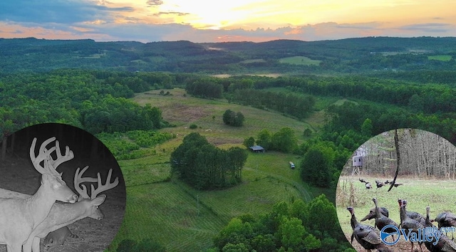 417 County Road 582, Collinsville, AL 35961