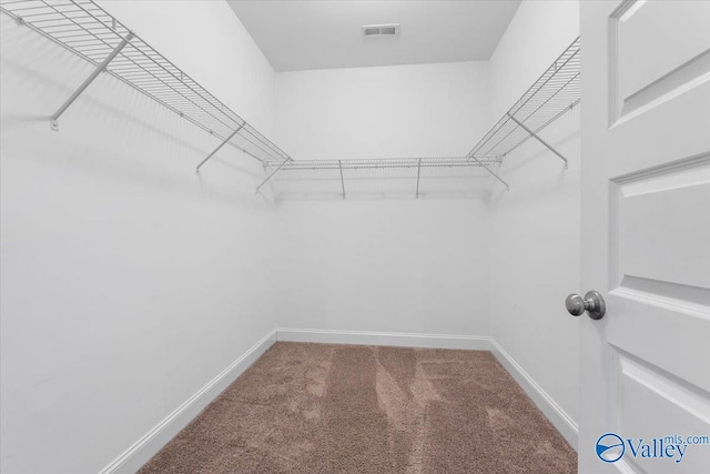 walk in closet featuring carpet