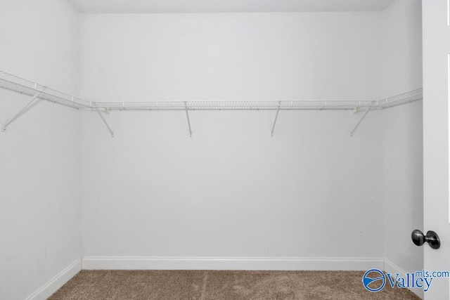 spacious closet with carpet