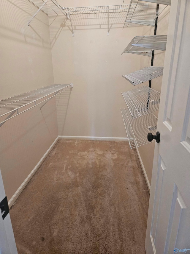 walk in closet featuring carpet