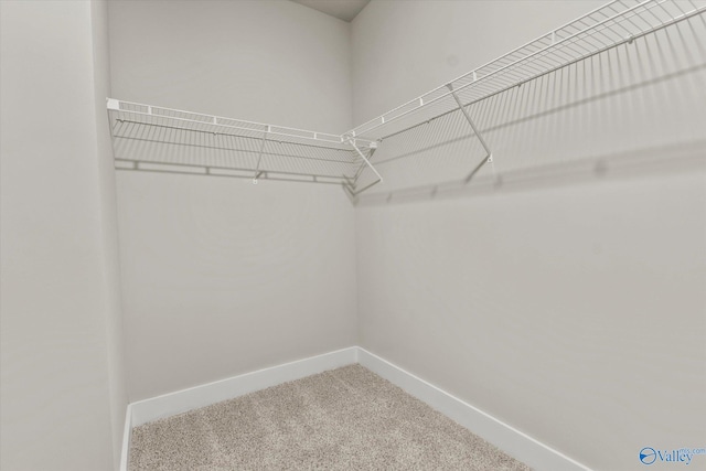 spacious closet featuring carpet flooring