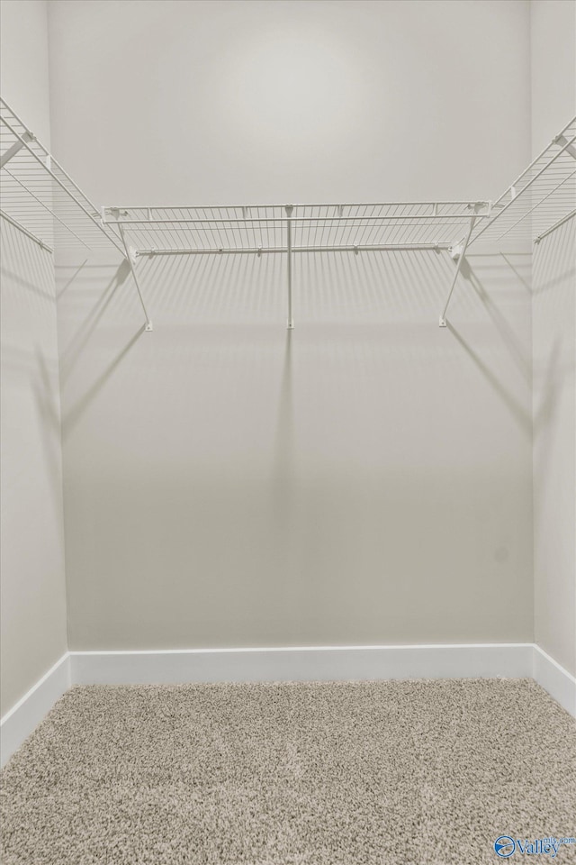 spacious closet featuring carpet flooring