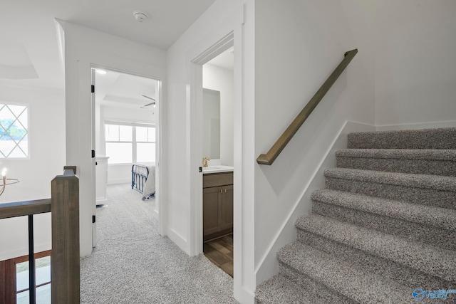 stairway featuring ceiling fan, carpet, and a wealth of natural light