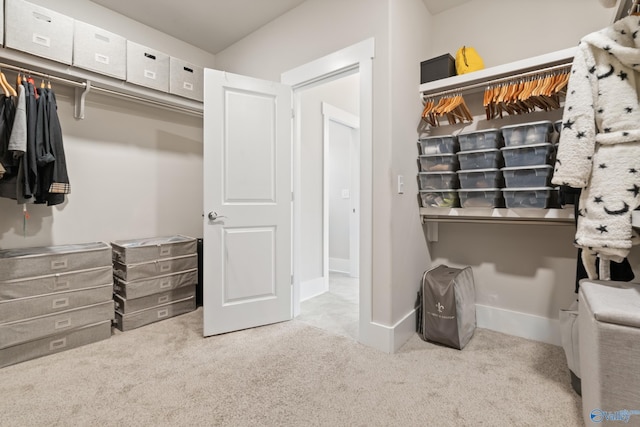 spacious closet featuring carpet flooring