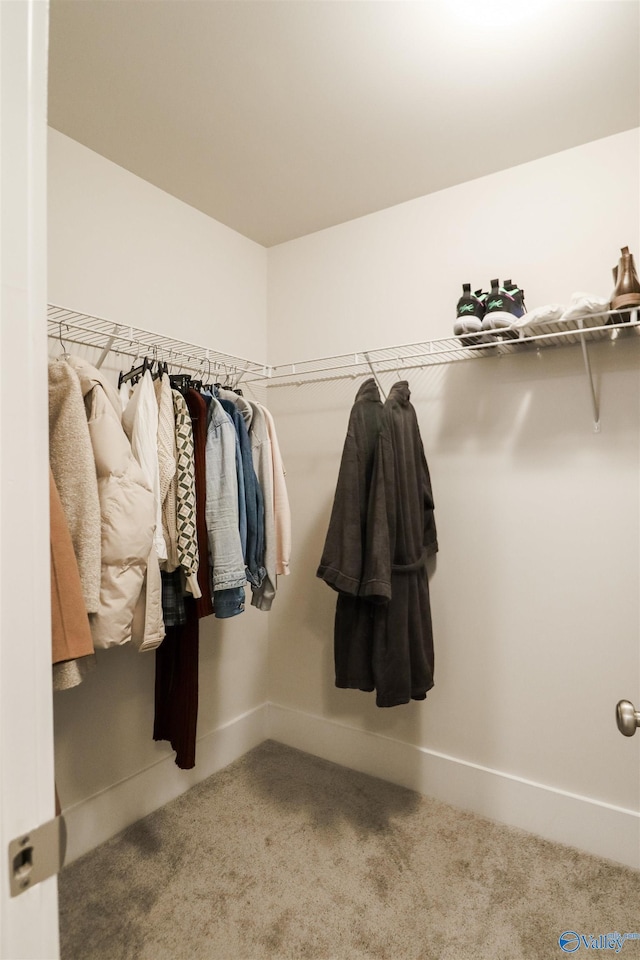 walk in closet with carpet floors