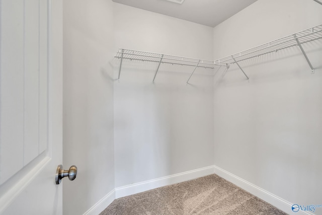 walk in closet featuring carpet flooring