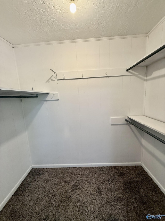 walk in closet featuring carpet flooring