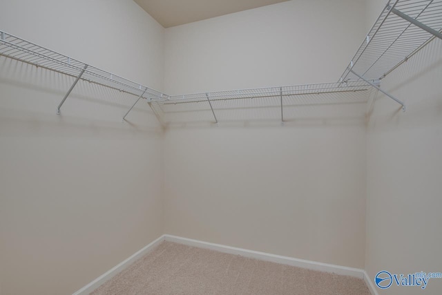 spacious closet featuring carpet