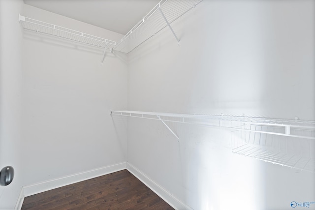 spacious closet featuring dark hardwood / wood-style flooring