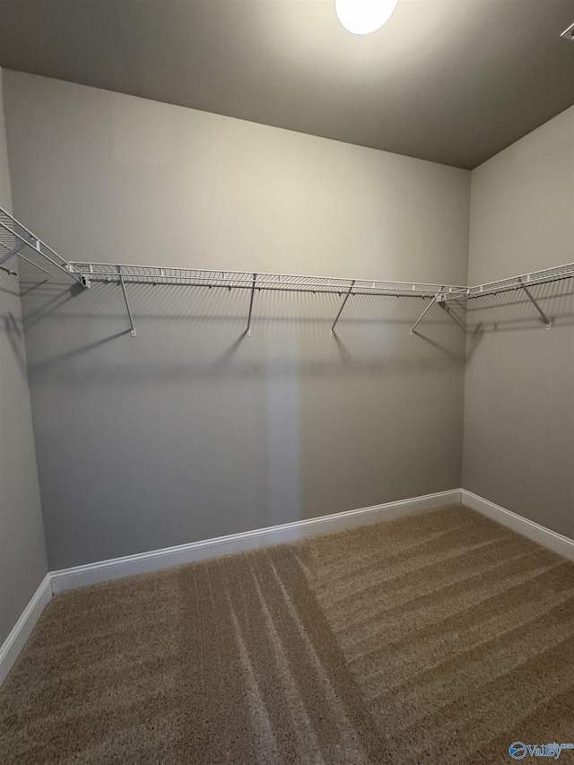 walk in closet featuring carpet flooring