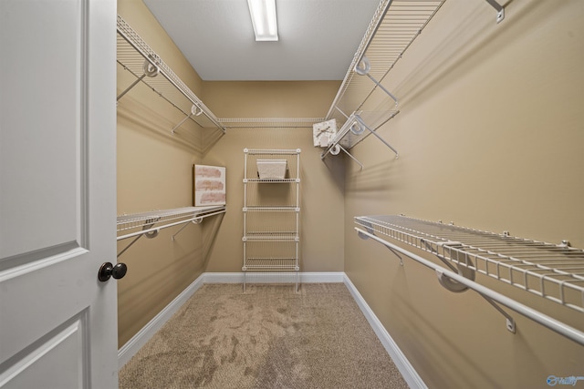 walk in closet with carpet floors