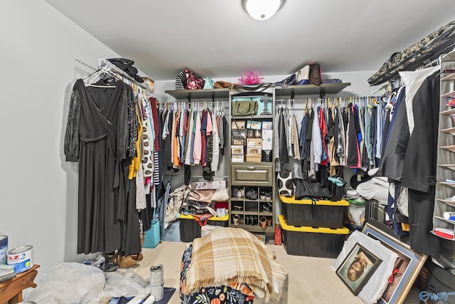 walk in closet with carpet floors