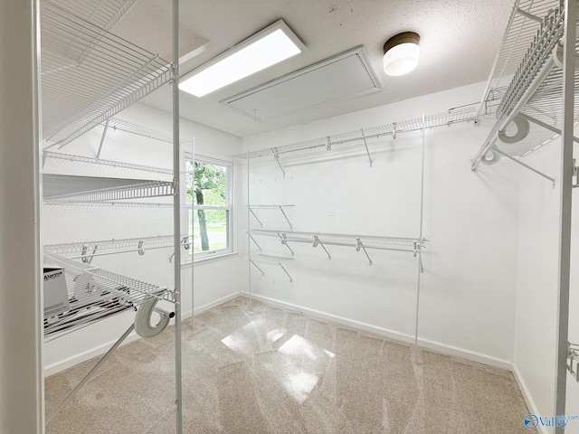 walk in closet with attic access and carpet floors