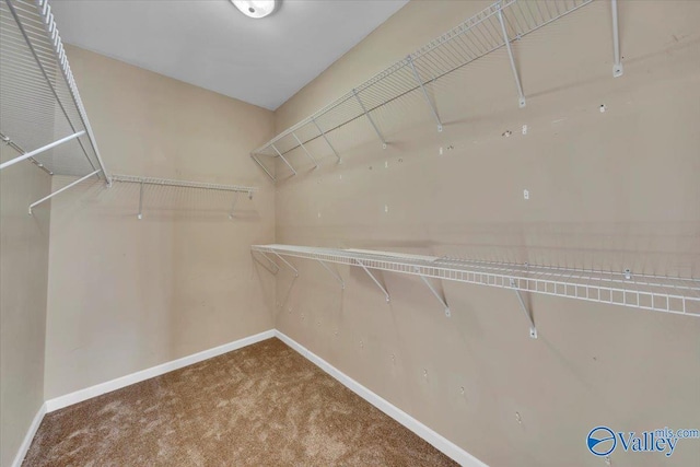 walk in closet featuring carpet floors