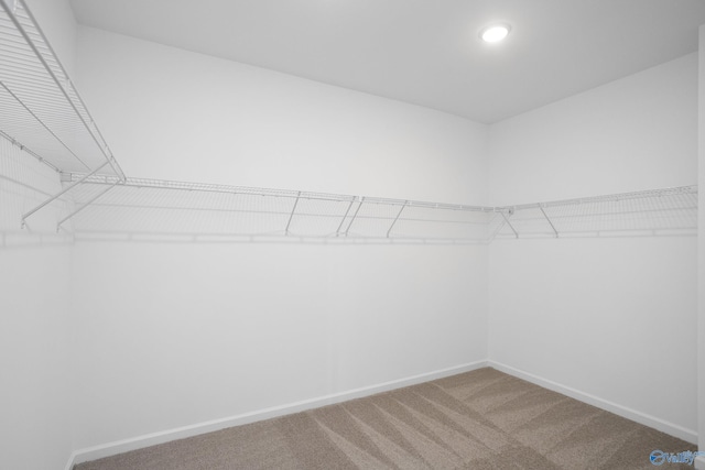 spacious closet featuring carpet flooring