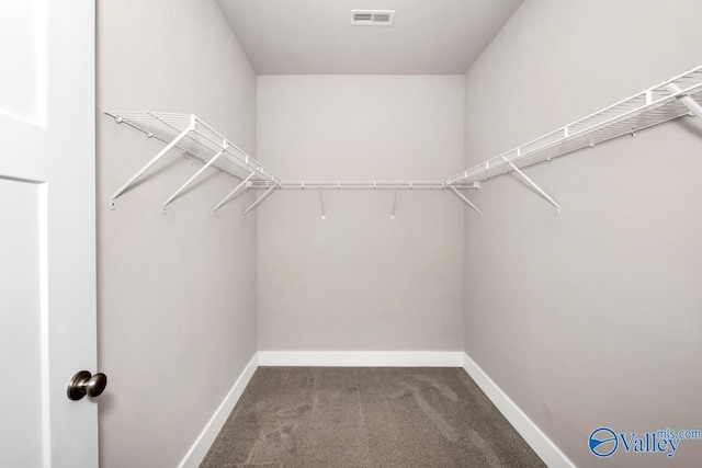 walk in closet with carpet floors