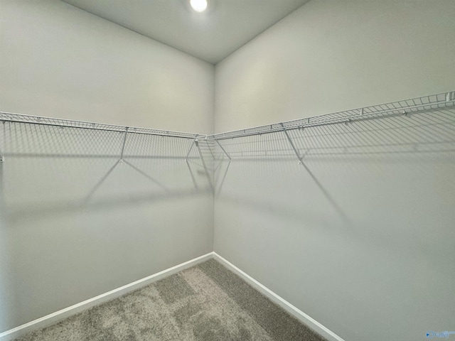 walk in closet featuring carpet flooring