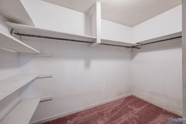 walk in closet with carpet floors