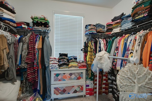 walk in closet with carpet floors