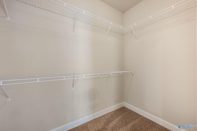 walk in closet with carpet