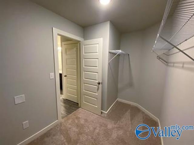 walk in closet with carpet floors