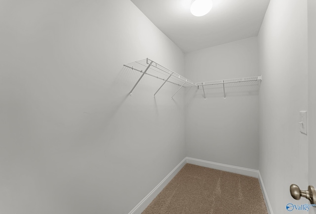 spacious closet featuring carpet flooring