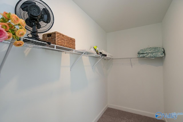 walk in closet featuring carpet floors