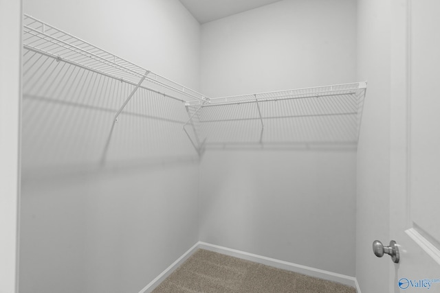walk in closet featuring carpet floors