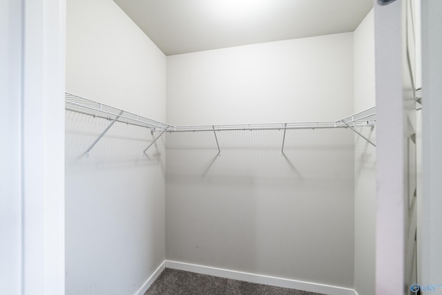 spacious closet featuring dark colored carpet