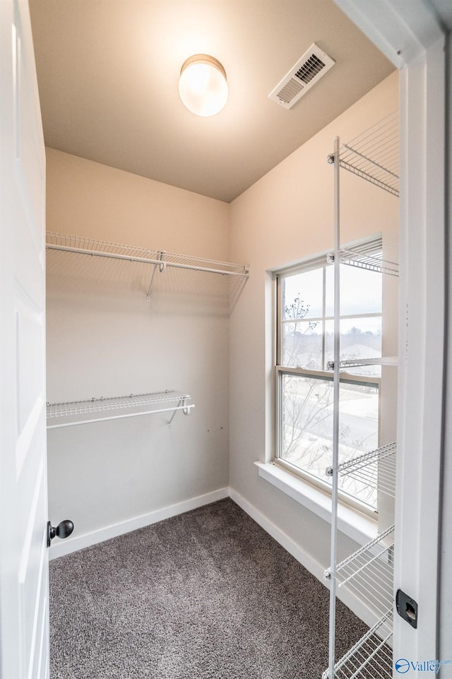 walk in closet featuring carpet floors