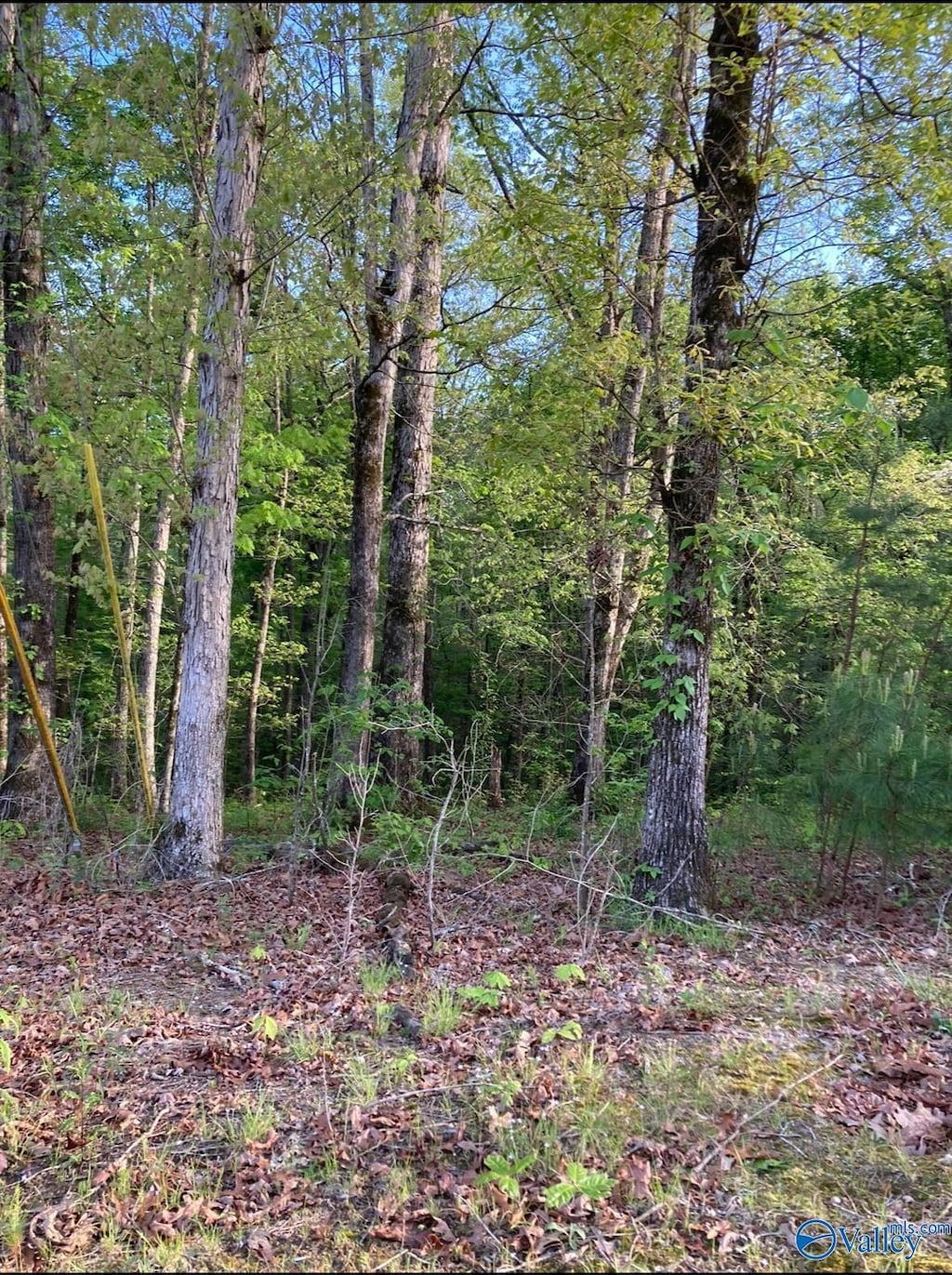 LOT1 Louise Ave, Southside, AL 35907