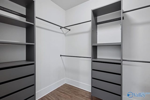 spacious closet featuring dark wood-type flooring